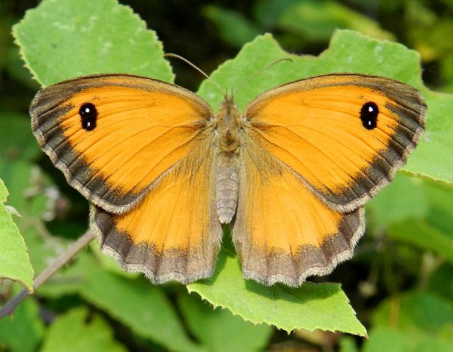 alcune foto di Pyronia cecilia