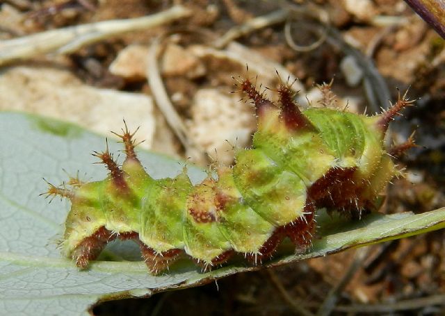 il bel bruco della Limenitis reducta