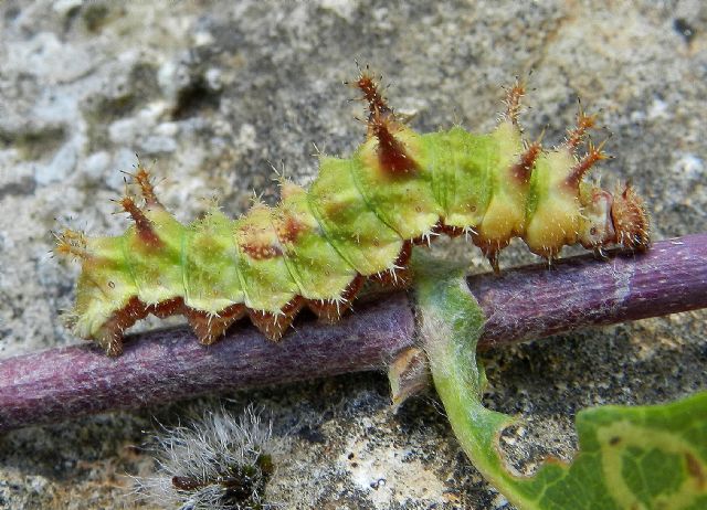 il bel bruco della Limenitis reducta