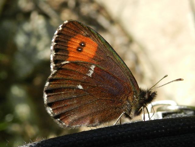 dovrebbe essere Erebia ligea