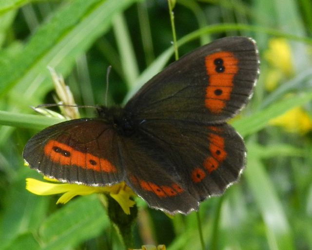 dovrebbe essere Erebia ligea