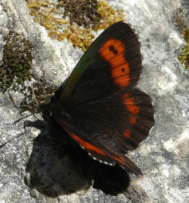 dovrebbe essere Erebia ligea