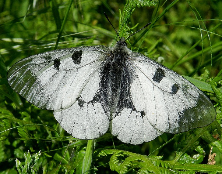 Parnassius mnemosyne