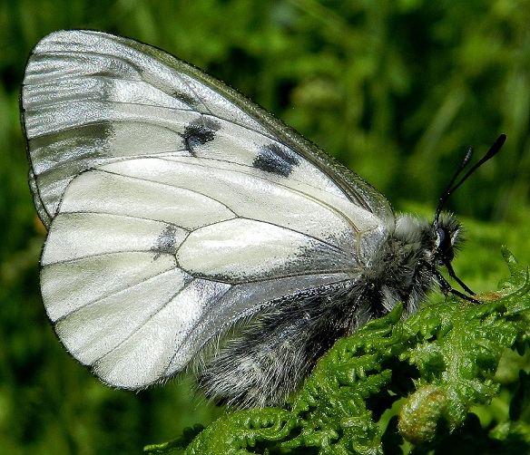 Parnassius mnemosyne