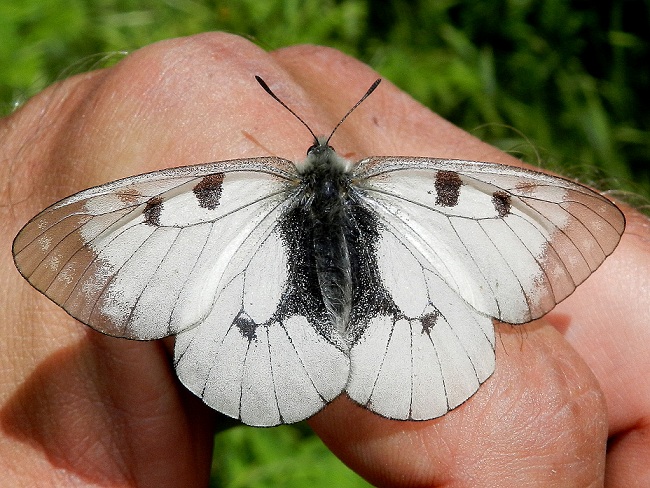 Parnassius mnemosyne