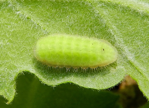 Satyrium ilicis...il bruco