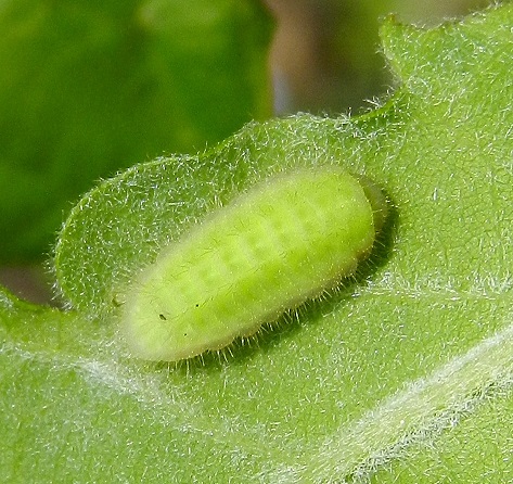 Satyrium ilicis...il bruco