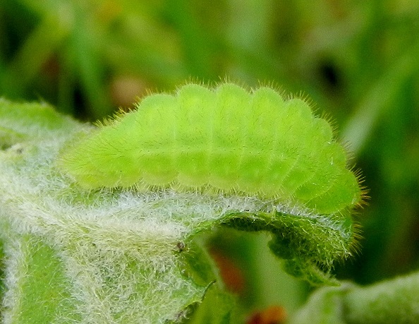 Satyrium ilicis...il bruco