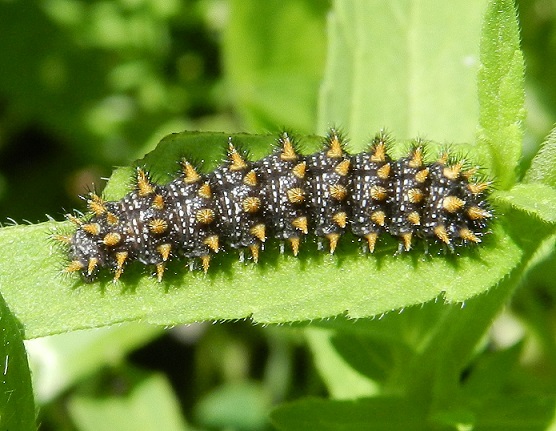 bruco di Melitaea nevadensis