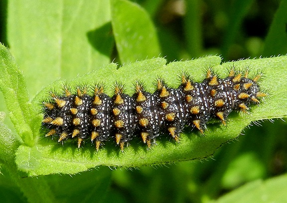 bruco di Melitaea nevadensis