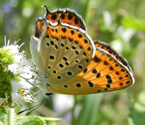 Lycaena thersamon