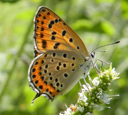 Lycaena thersamon