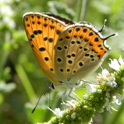 Lycaena thersamon