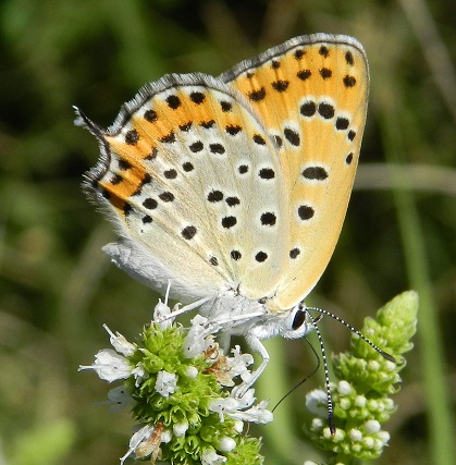 Lycaena thersamon