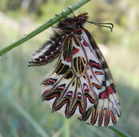 Zerynthia cassandra