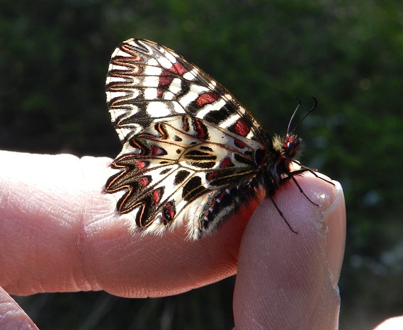 Zerynthia cassandra