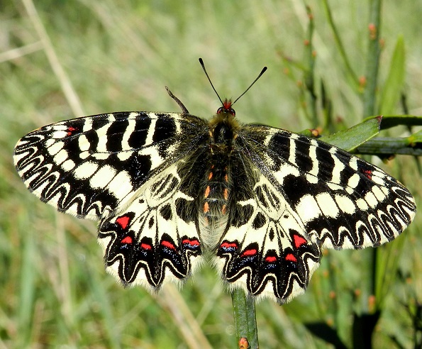 Zerynthia cassandra