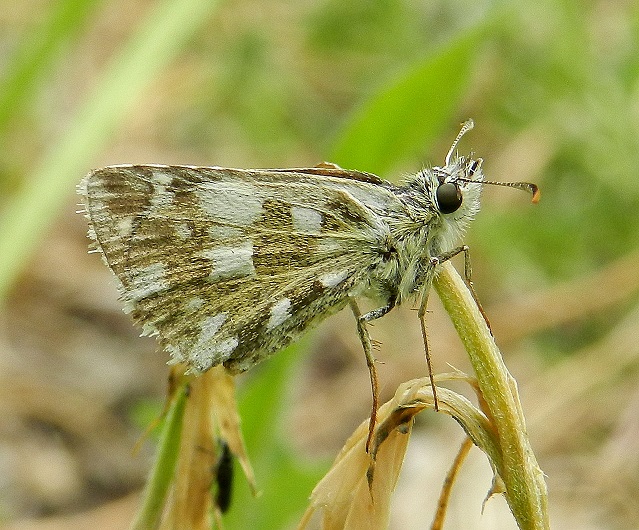 Pyrgus armoricanus?...no,  Pyrgus sp.