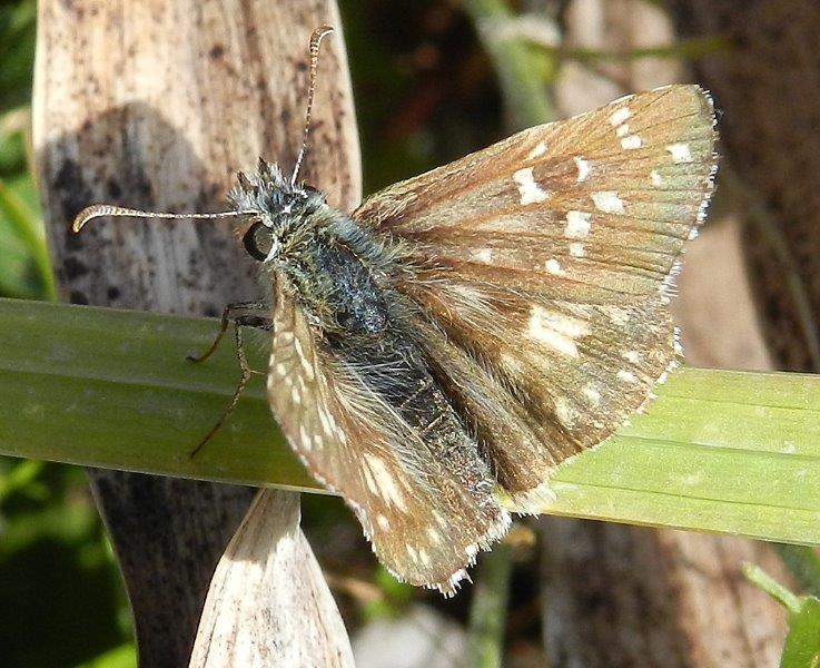 Polyommatus daphnis & co.