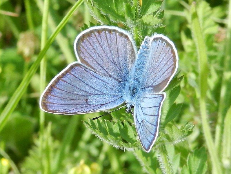 Azzurro Cyaniris