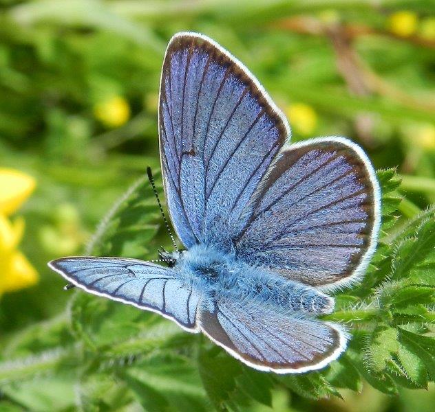 Azzurro Cyaniris