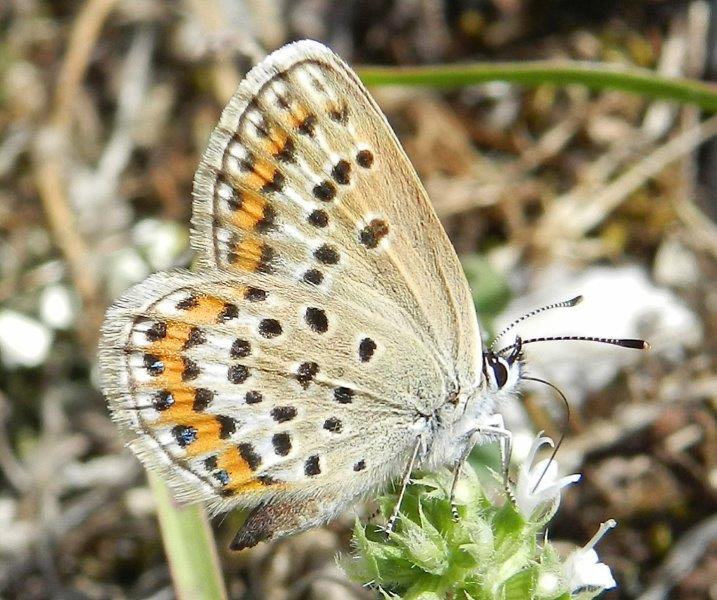 Polyommatus daphnis & co.