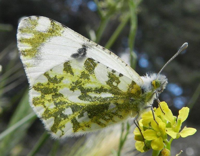 Euchloe ausonia