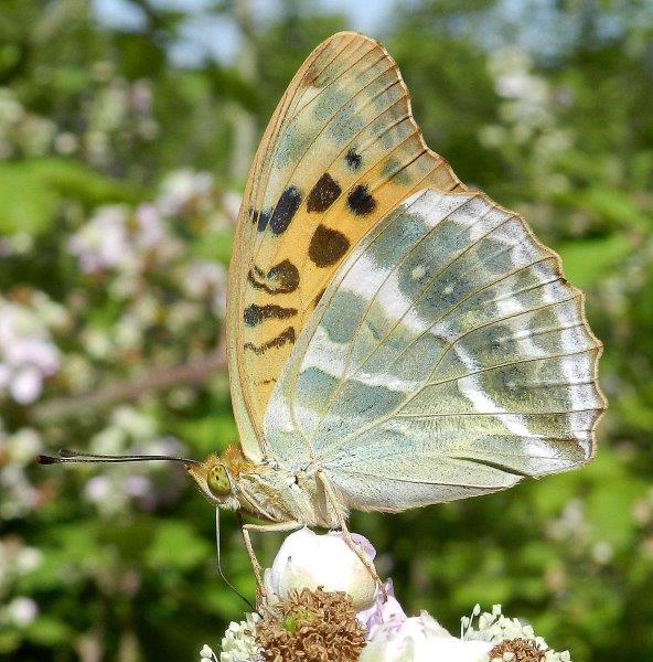 Polyommatus daphnis & co.