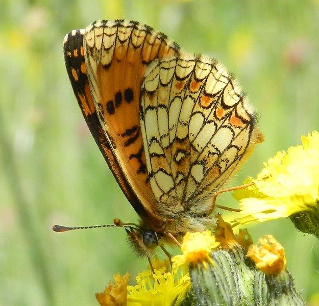 Melitaea athalia ?