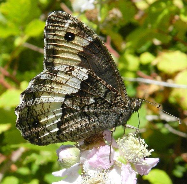 Polyommatus daphnis & co.