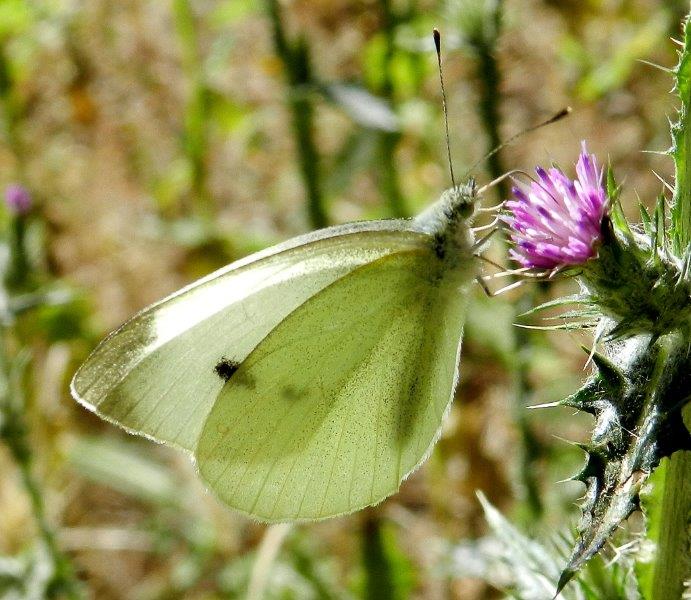 riprovo con questa Pieris