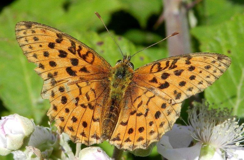 Polyommatus daphnis & co.