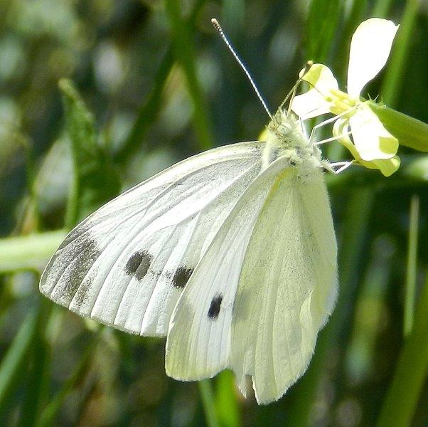 Pieris da ID