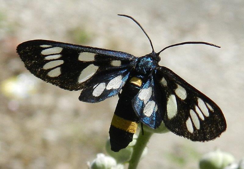 Polyommatus daphnis & co.