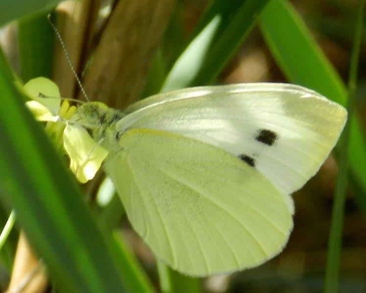 Pieris da ID