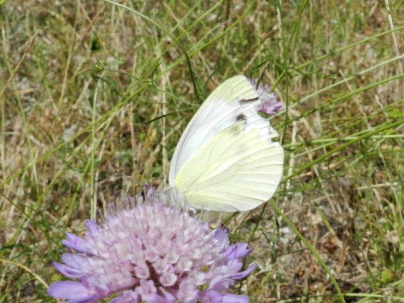 guardiamo queste due Pieris?