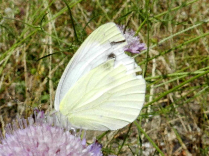 guardiamo queste due Pieris?