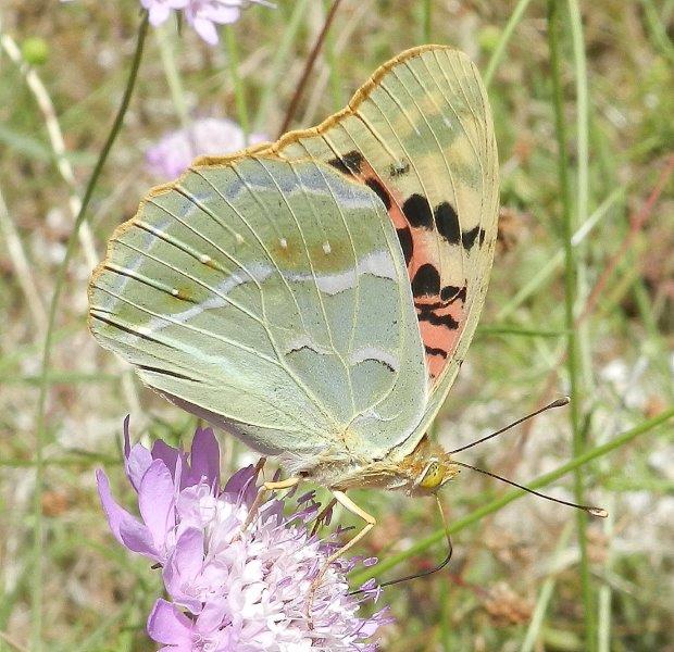 Polyommatus daphnis & co.