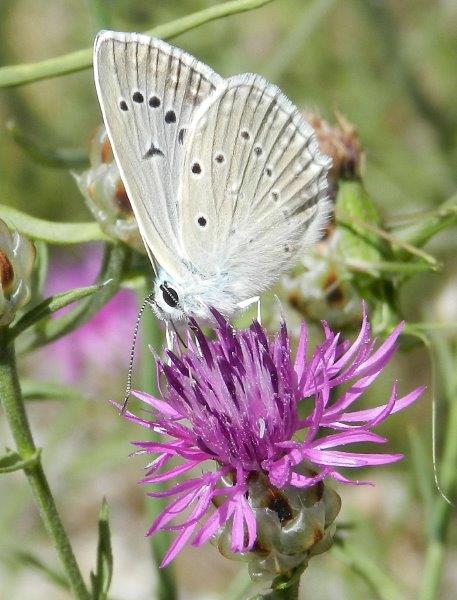 Polyommatus daphnis & co.