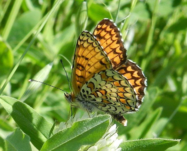 le due Melitaea