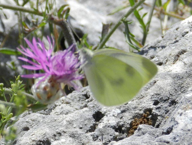 guardiamo queste due Pieris?