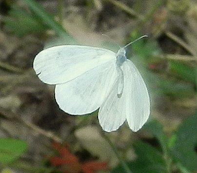 Polyommatus daphnis & co.