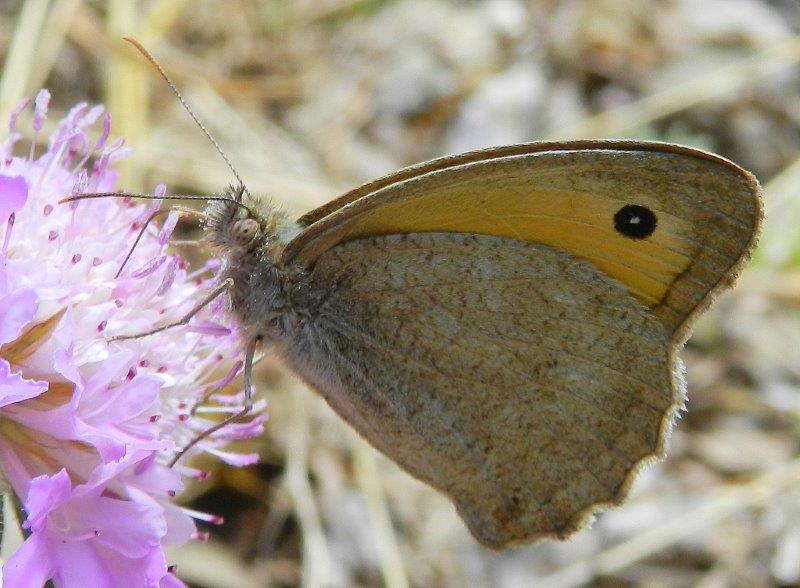 Polyommatus daphnis & co.