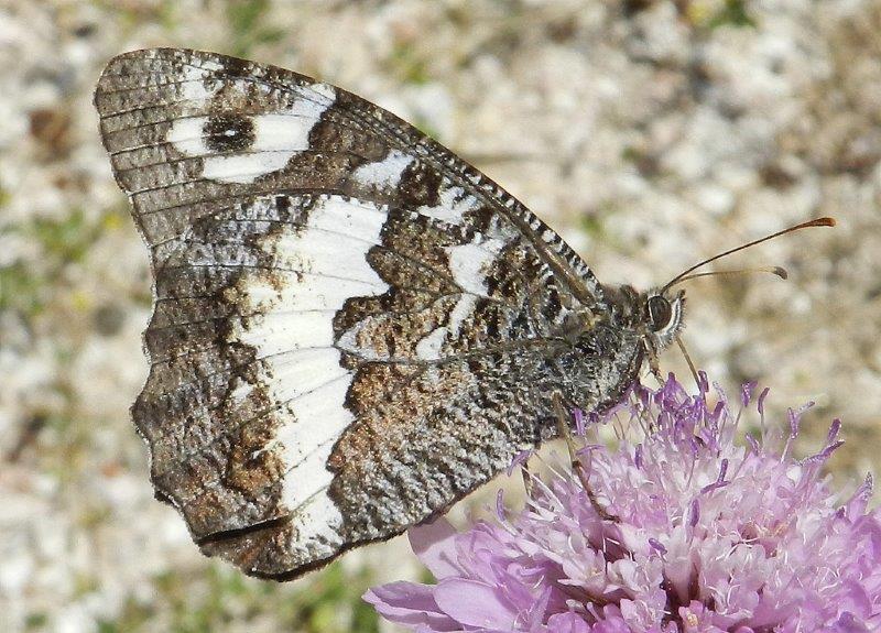 Polyommatus daphnis & co.