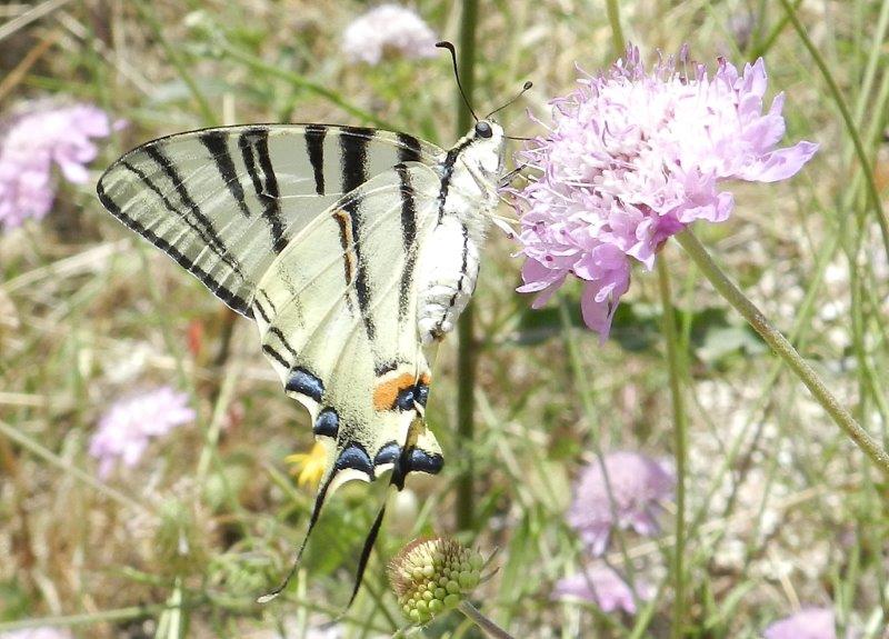 Polyommatus daphnis & co.