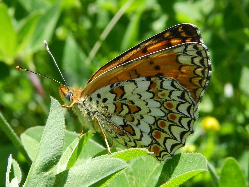 le due Melitaea