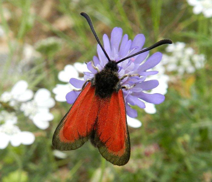 Zygaena da ID