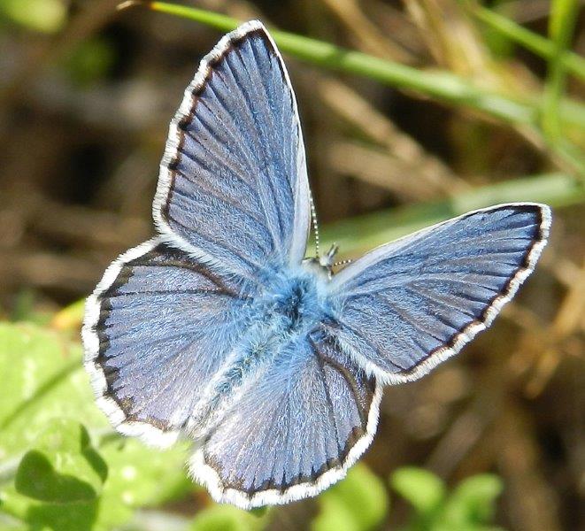 Plebejus argyrognomon?