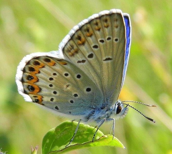 Plebejus argyrognomon?