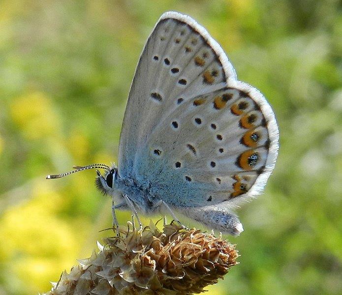 Lycaeides abetonicus?